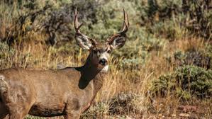 Llano Texas Whitetail Deer Hunting